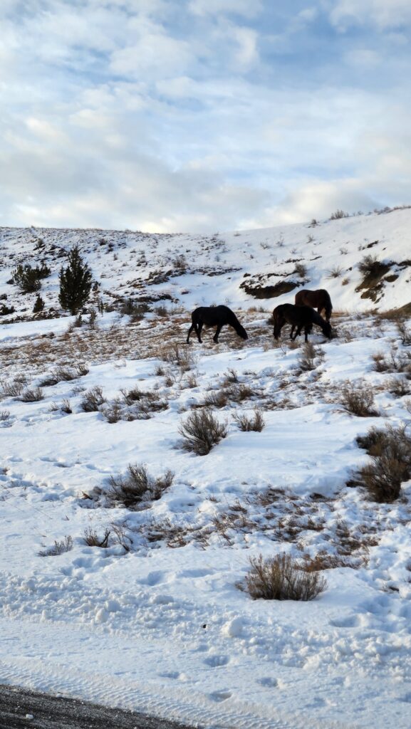 theodore roosevelt national park winter