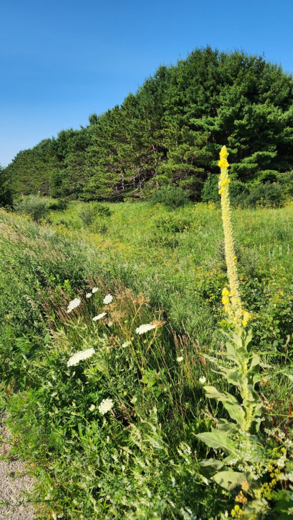 wild flowers North Iowa's best biking trail