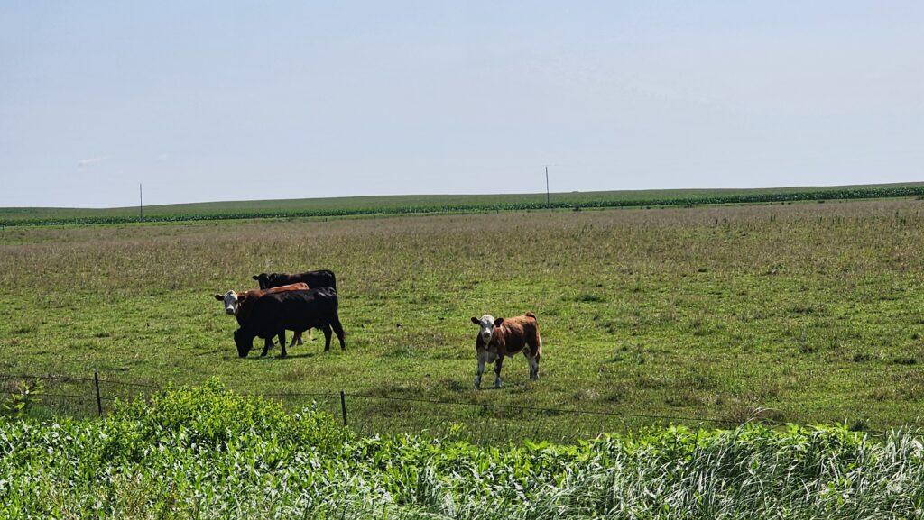 Cows Prairie Land Trail North Iowa