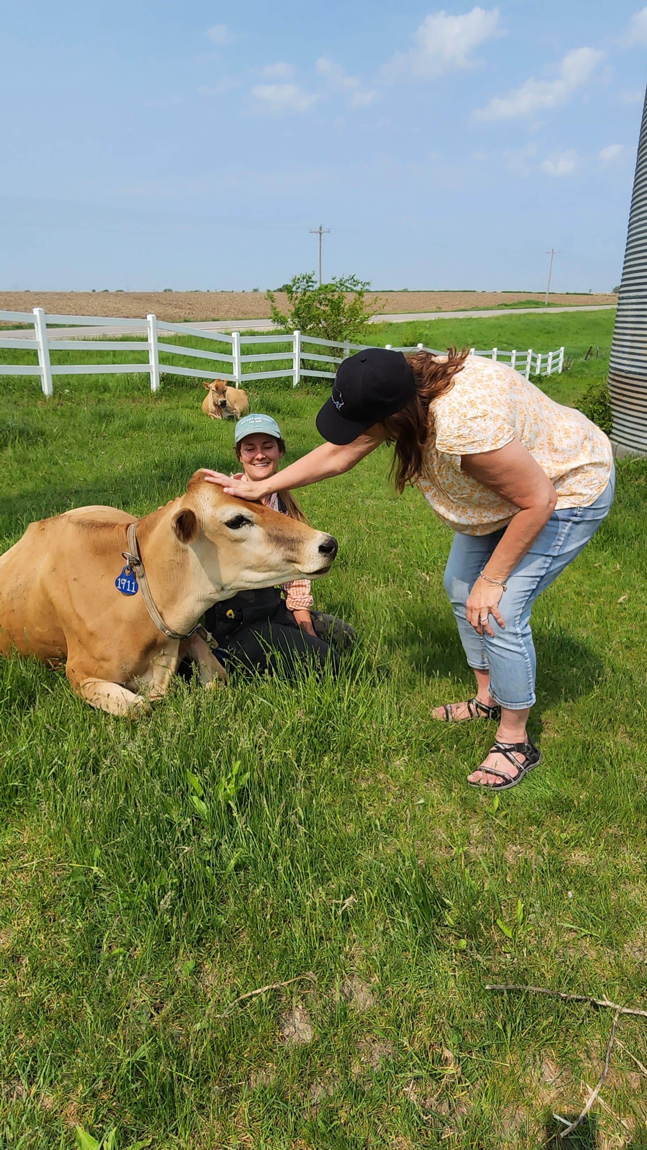 cow in Fairfield Iowa
