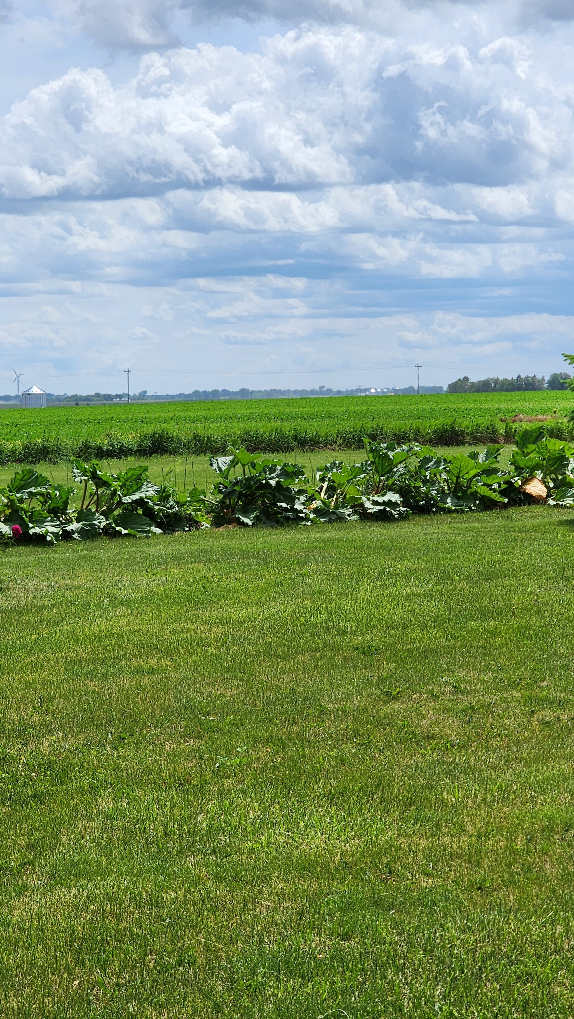 Utopian Village Rhubarb