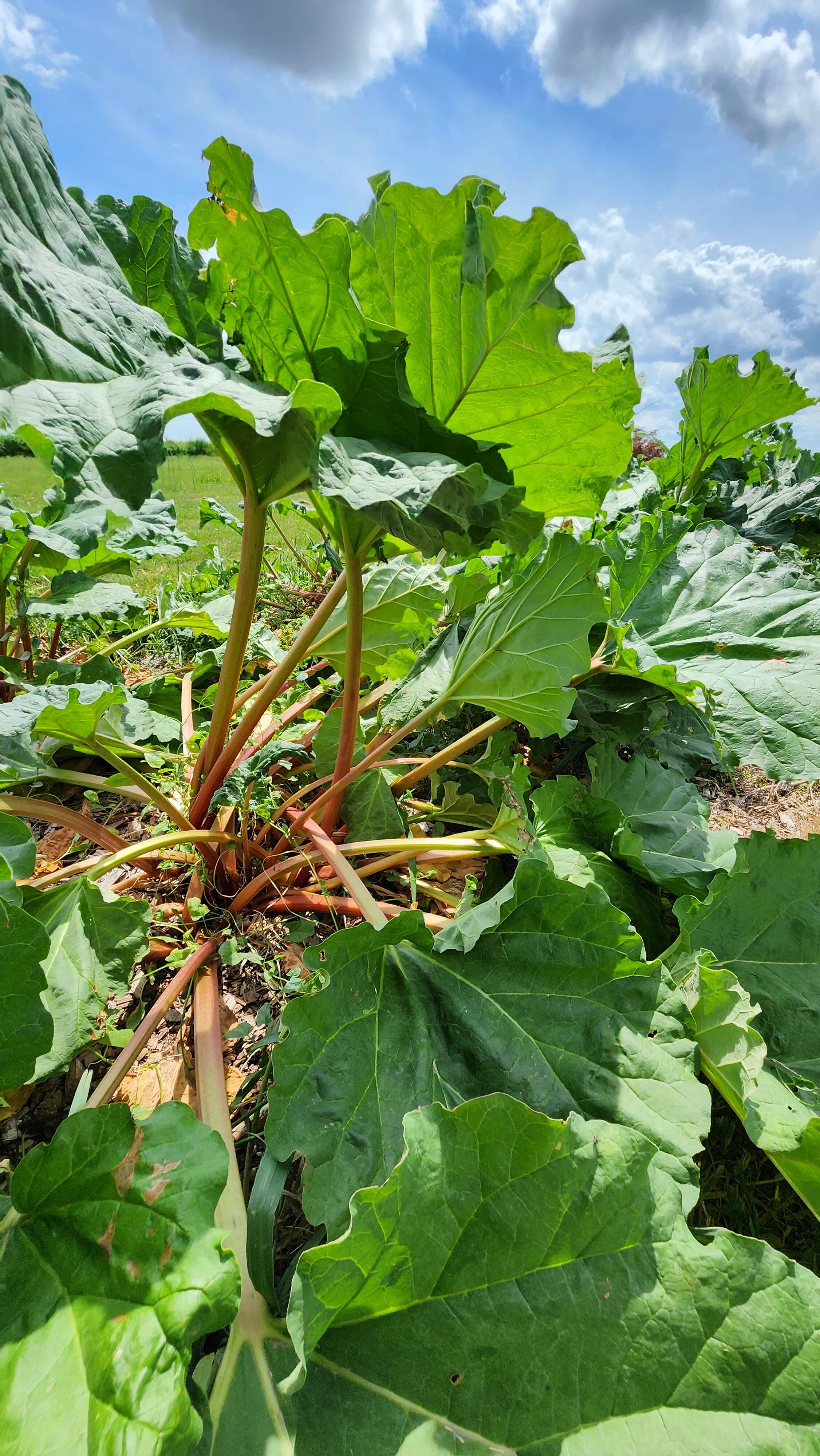 Utopian Village Rhubarb