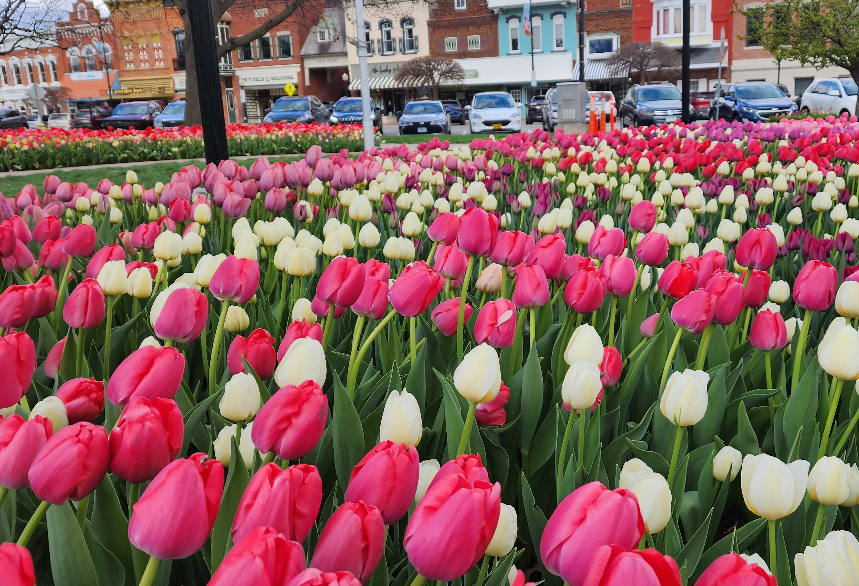 Pella Iowa tulips