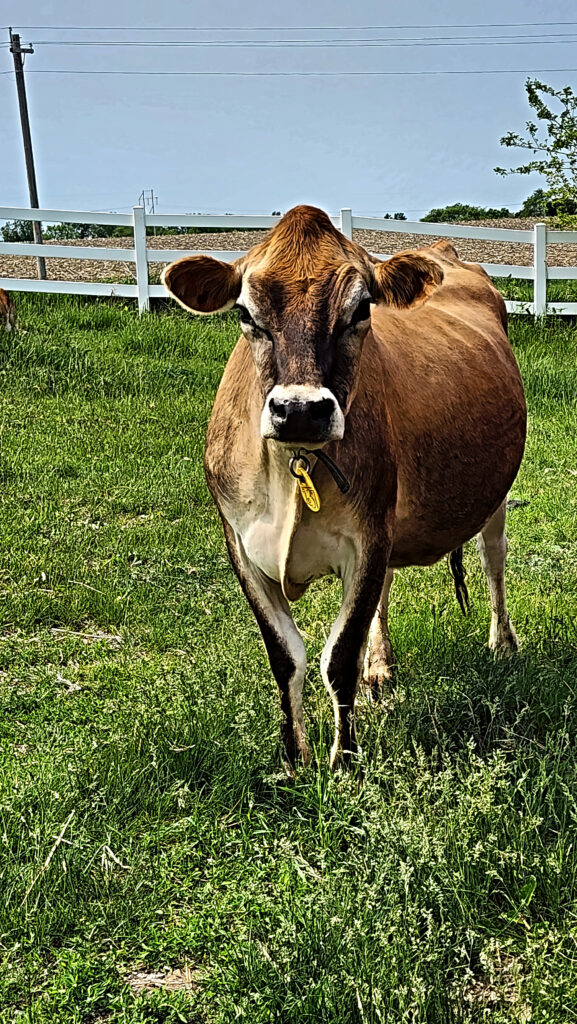 cow Fairfield Iowa 