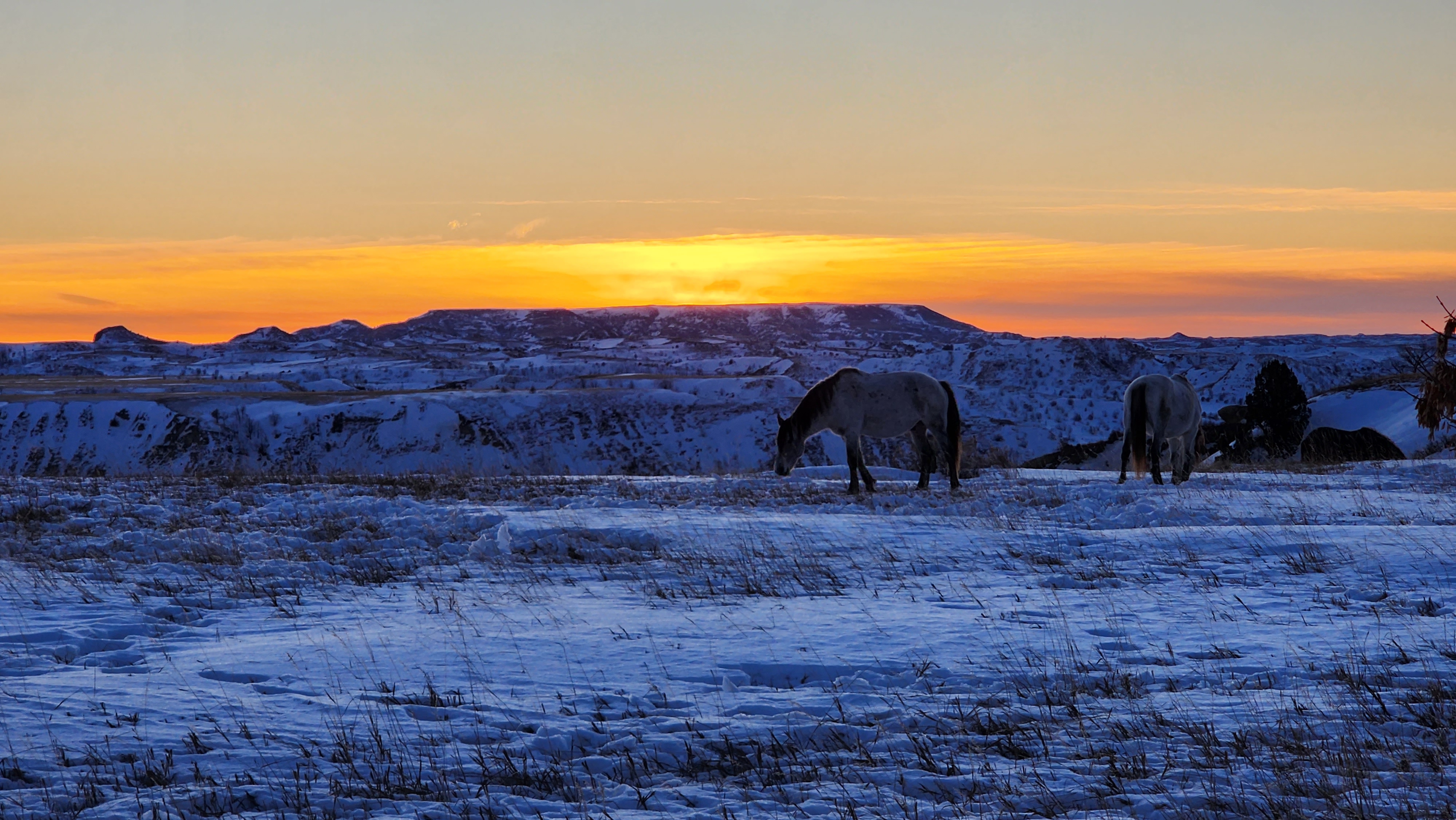 Theodore Roosevelt National Park Horses Sunset