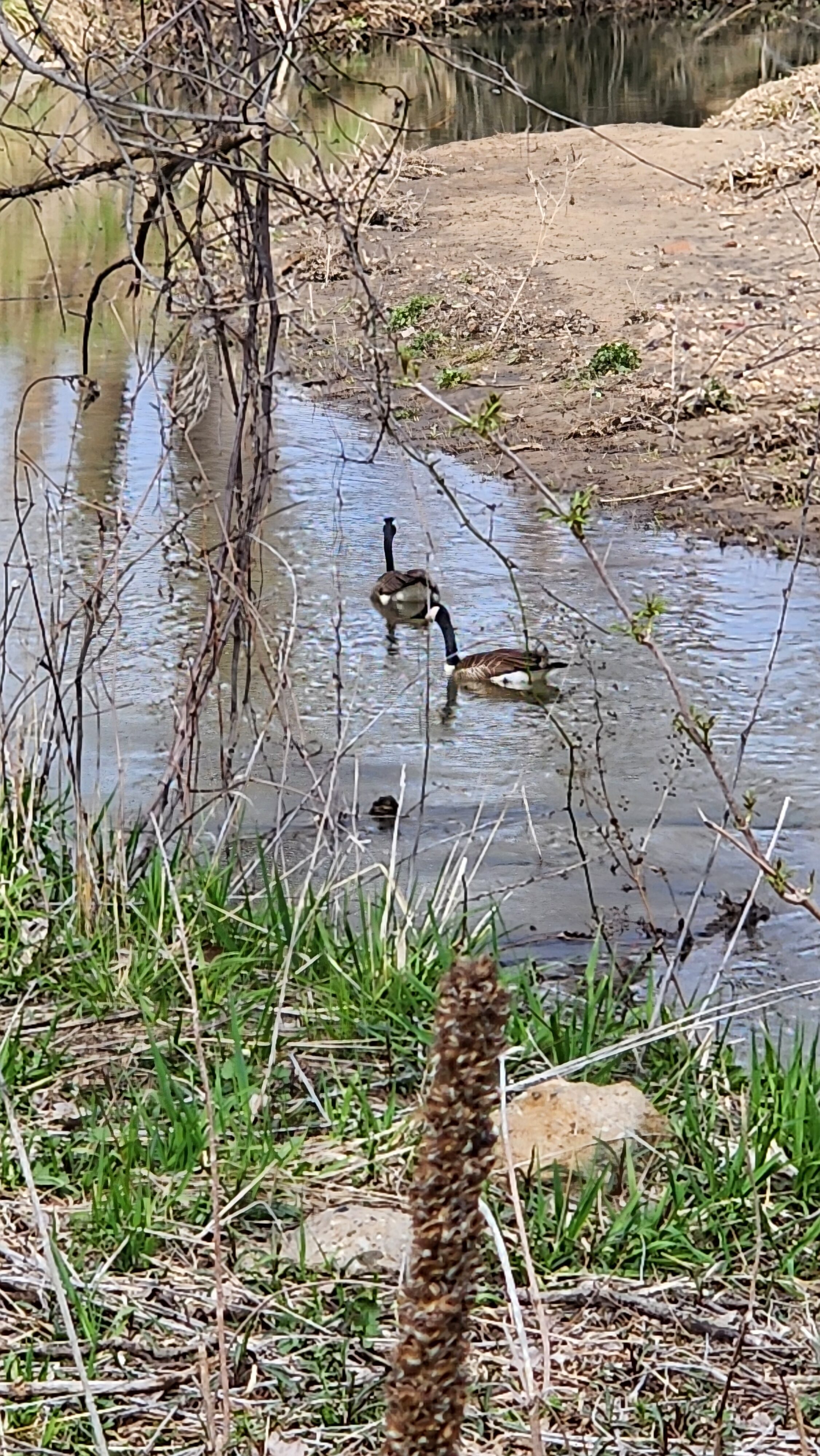 Ducks in Jones County Iowa