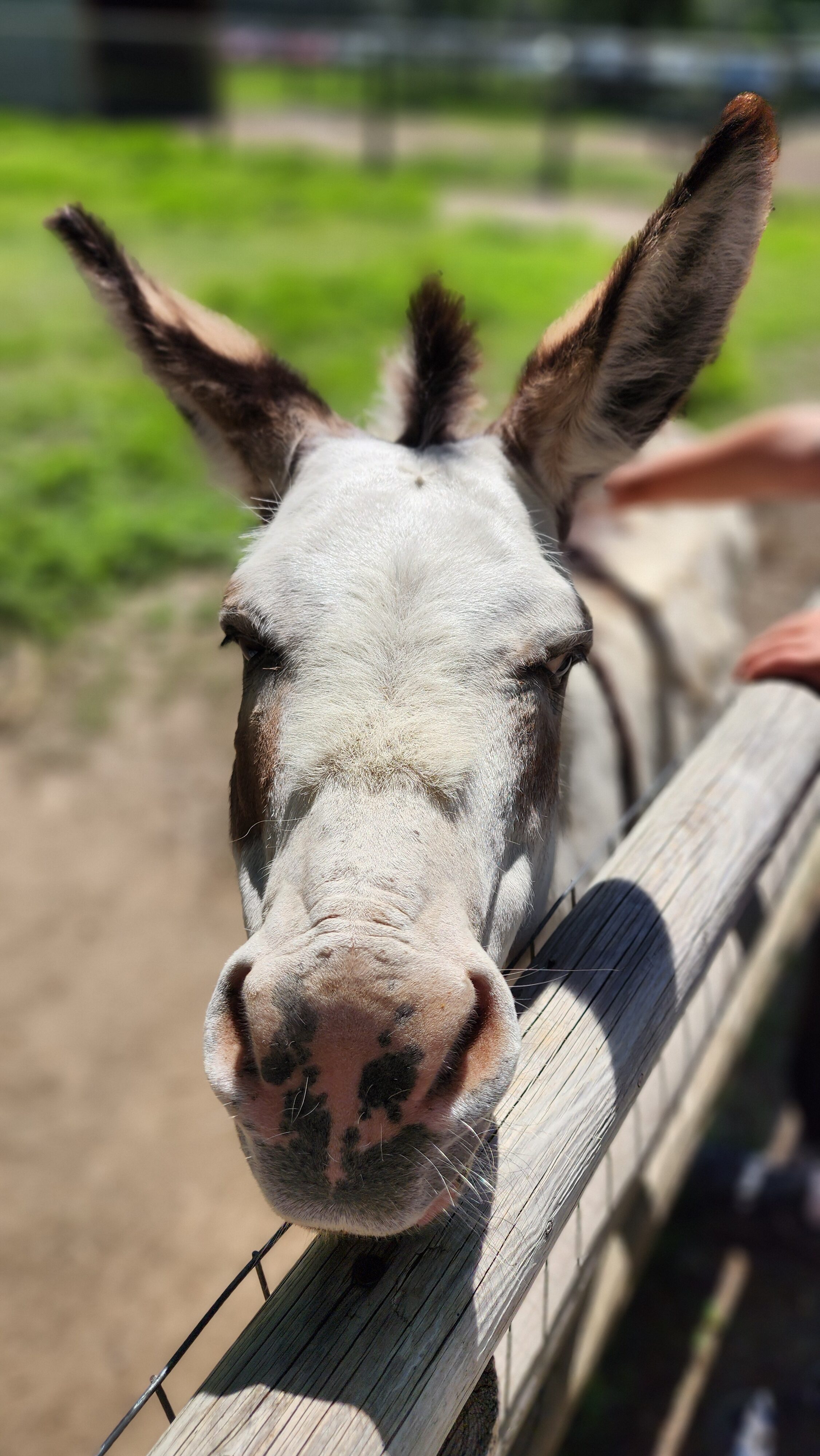 donkey at zoo