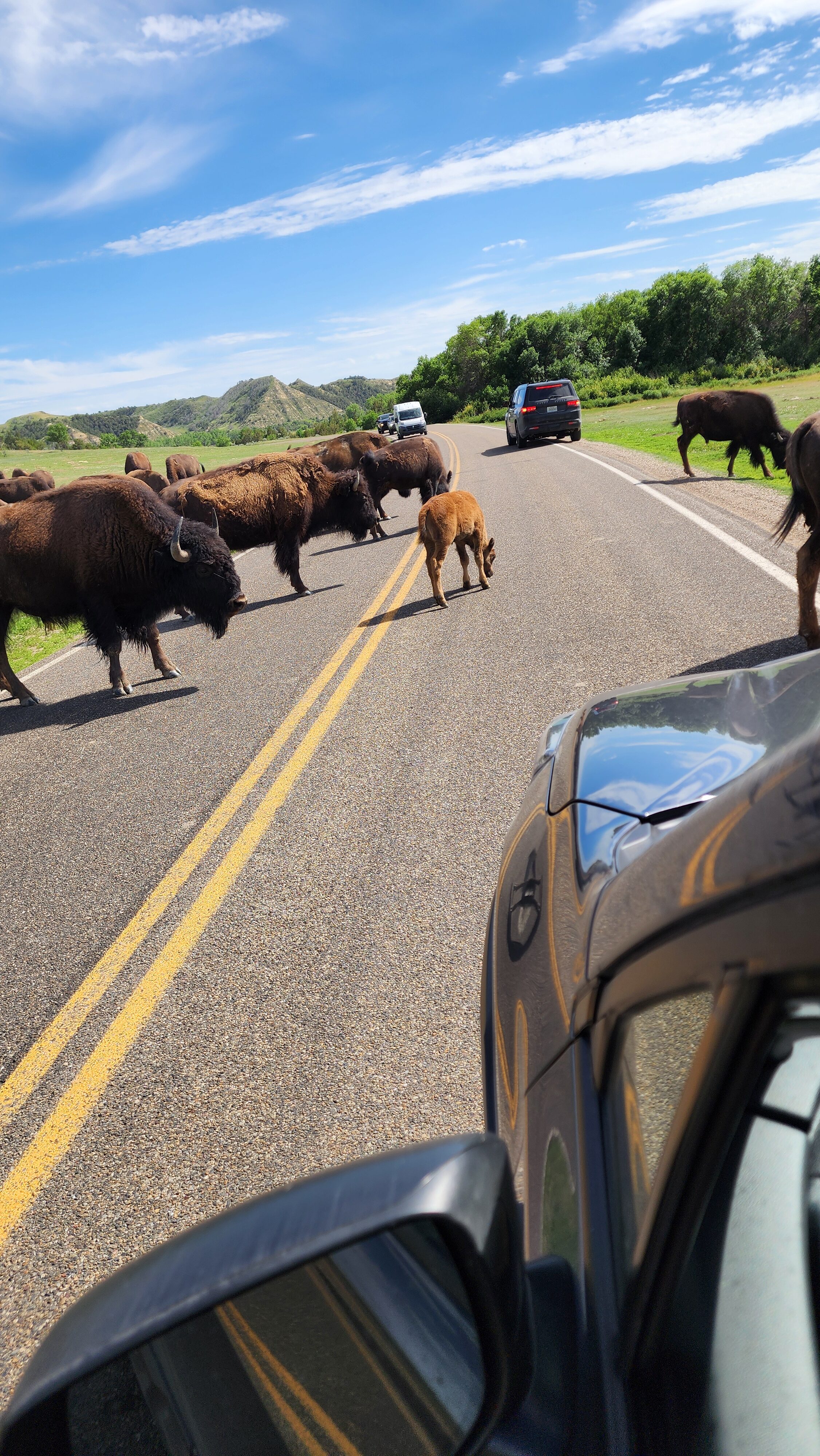 bison on road in national park
