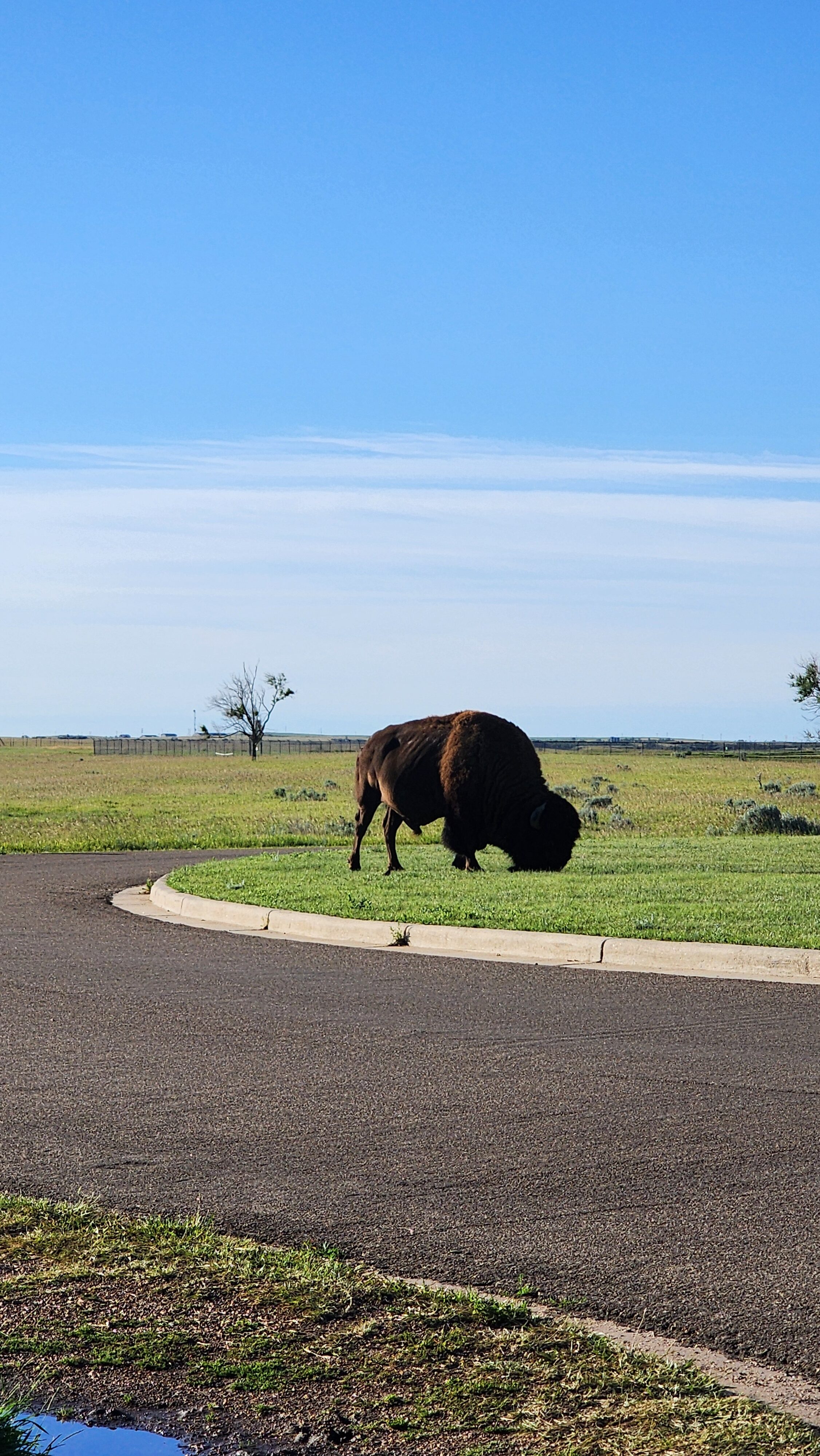 bison north dakota