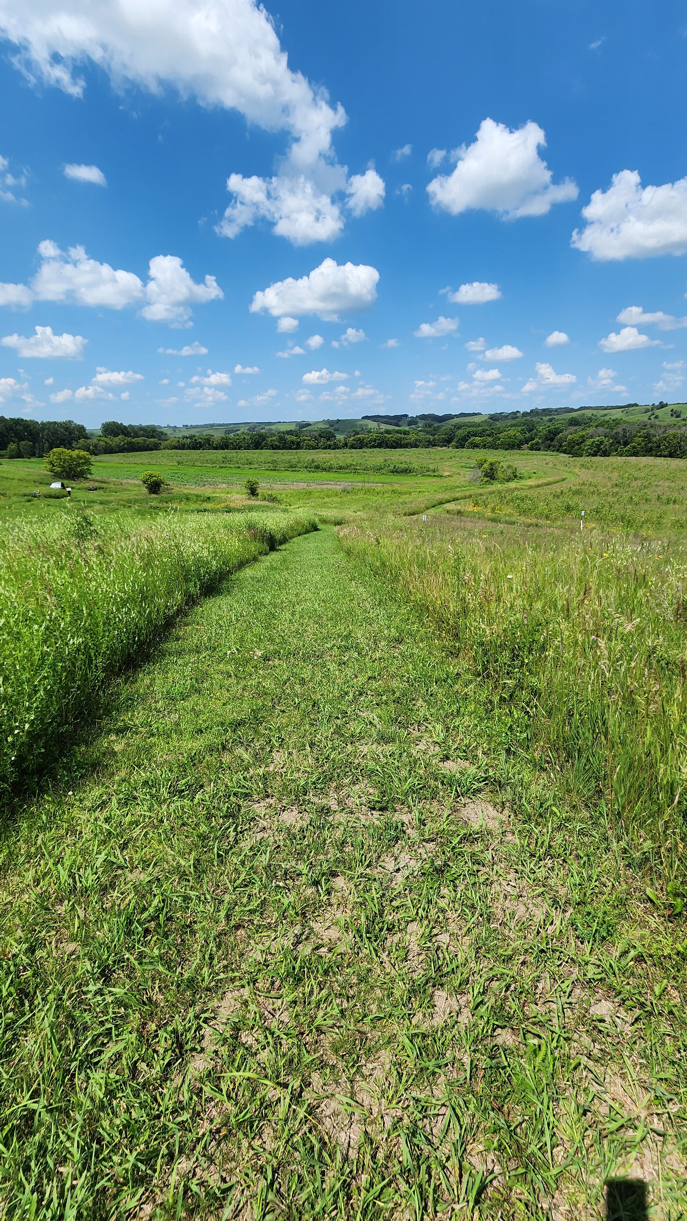 Iowa prairie