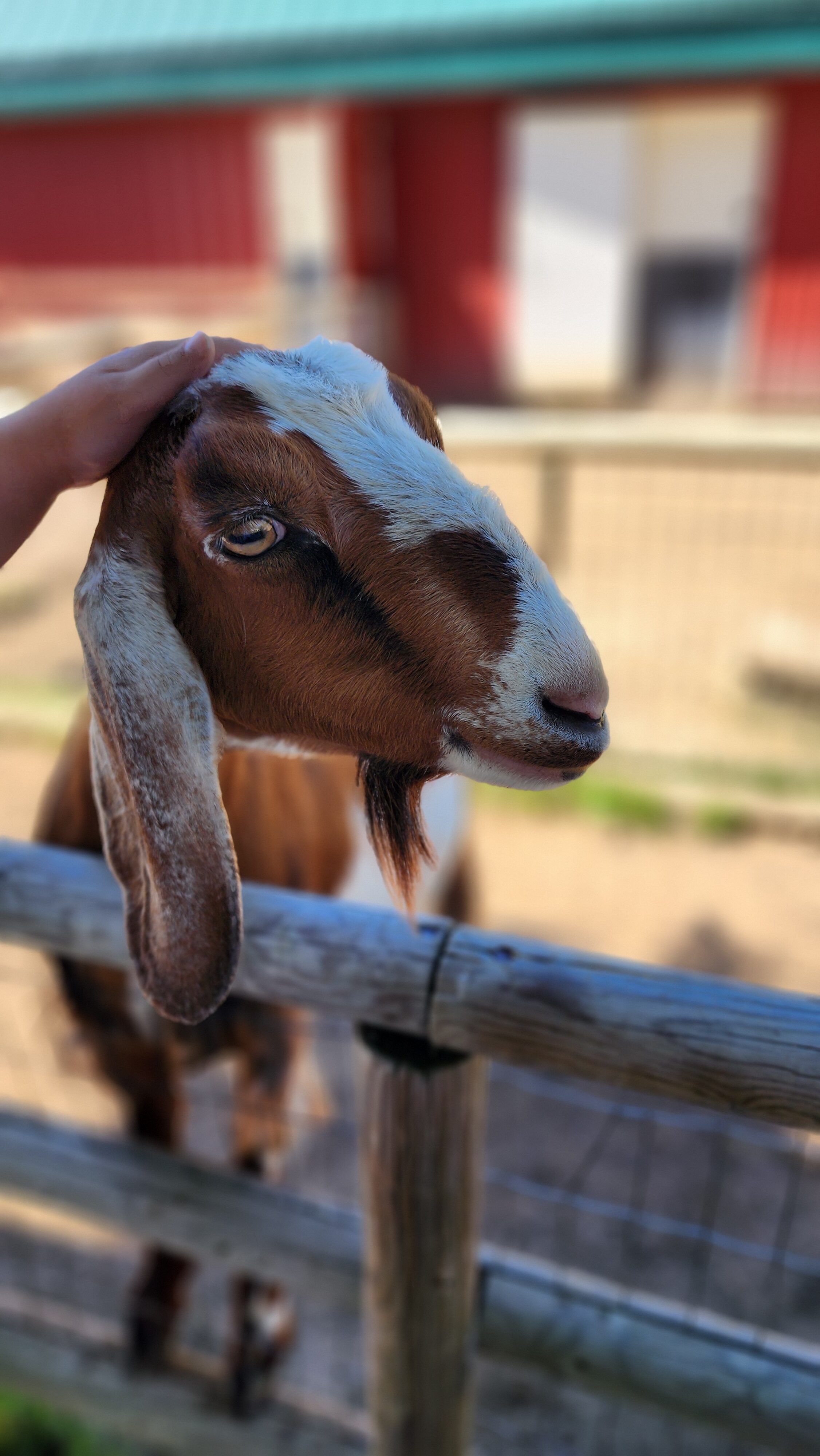 goat at zoo