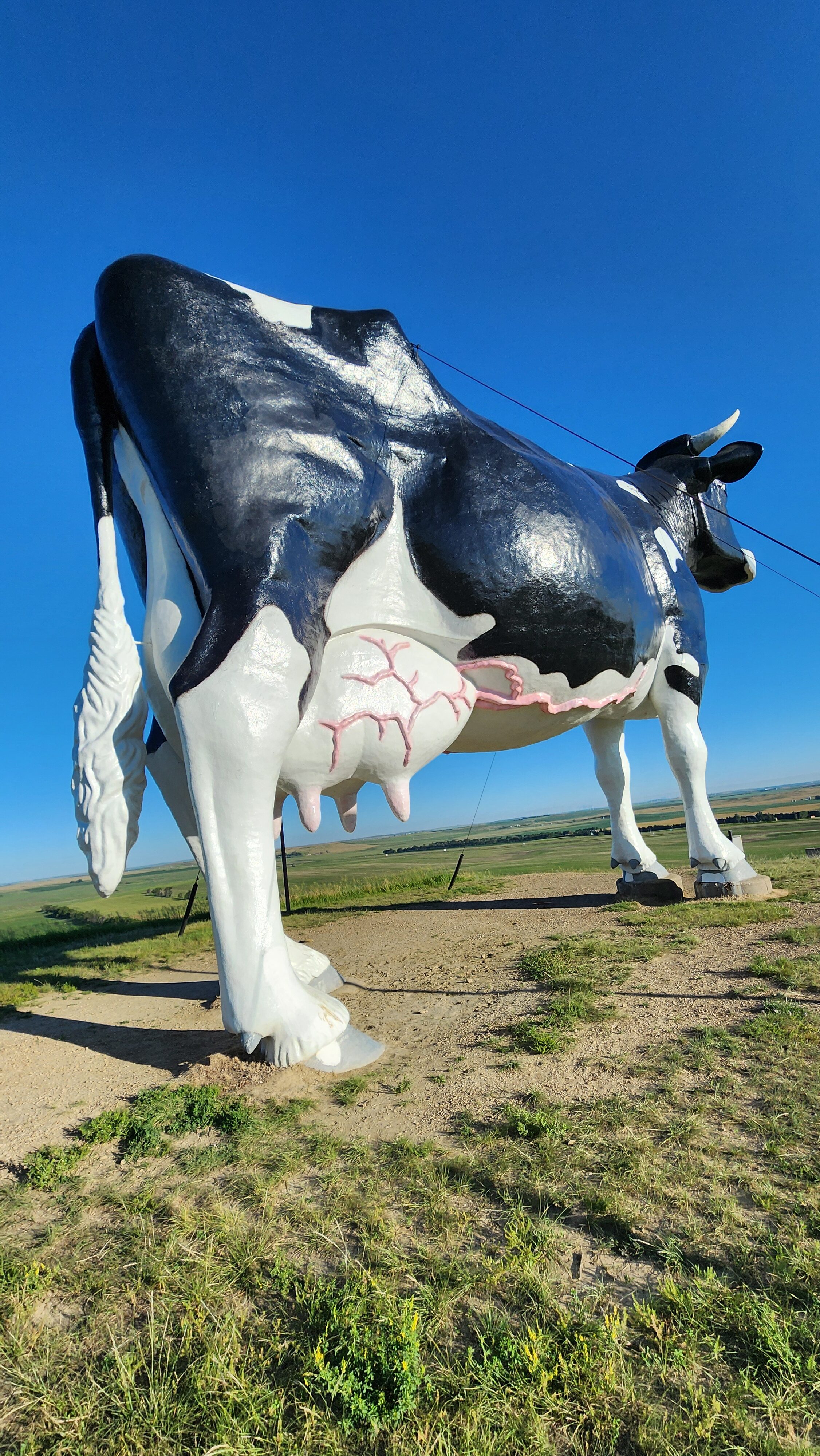 Largest Cow North Dakota