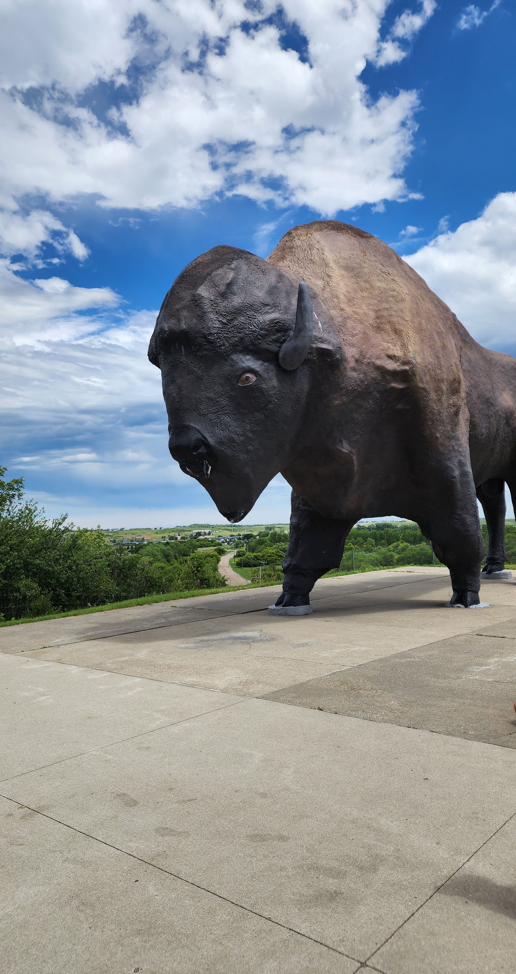 worlds largest buffalo