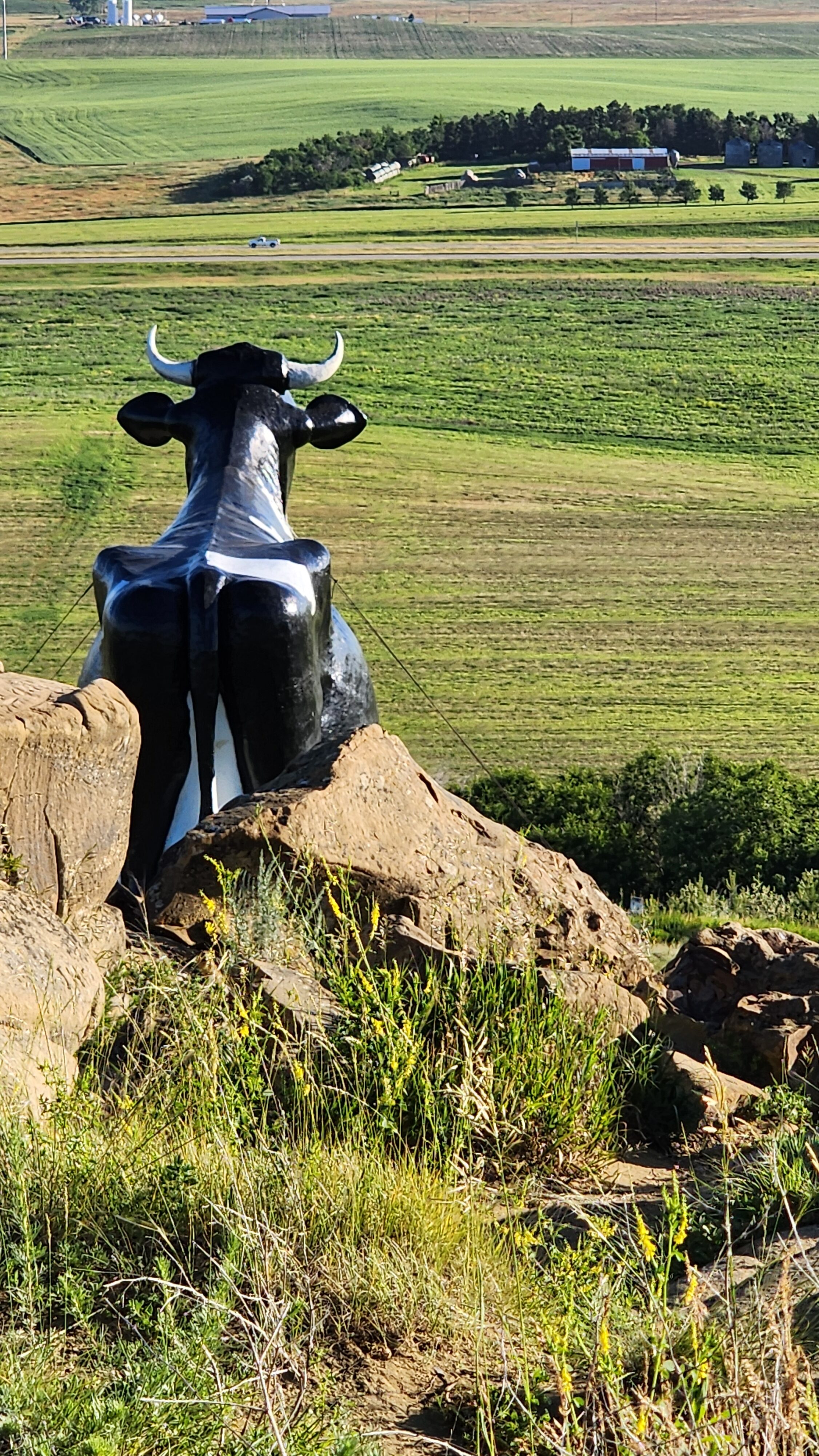 cow in north dakota