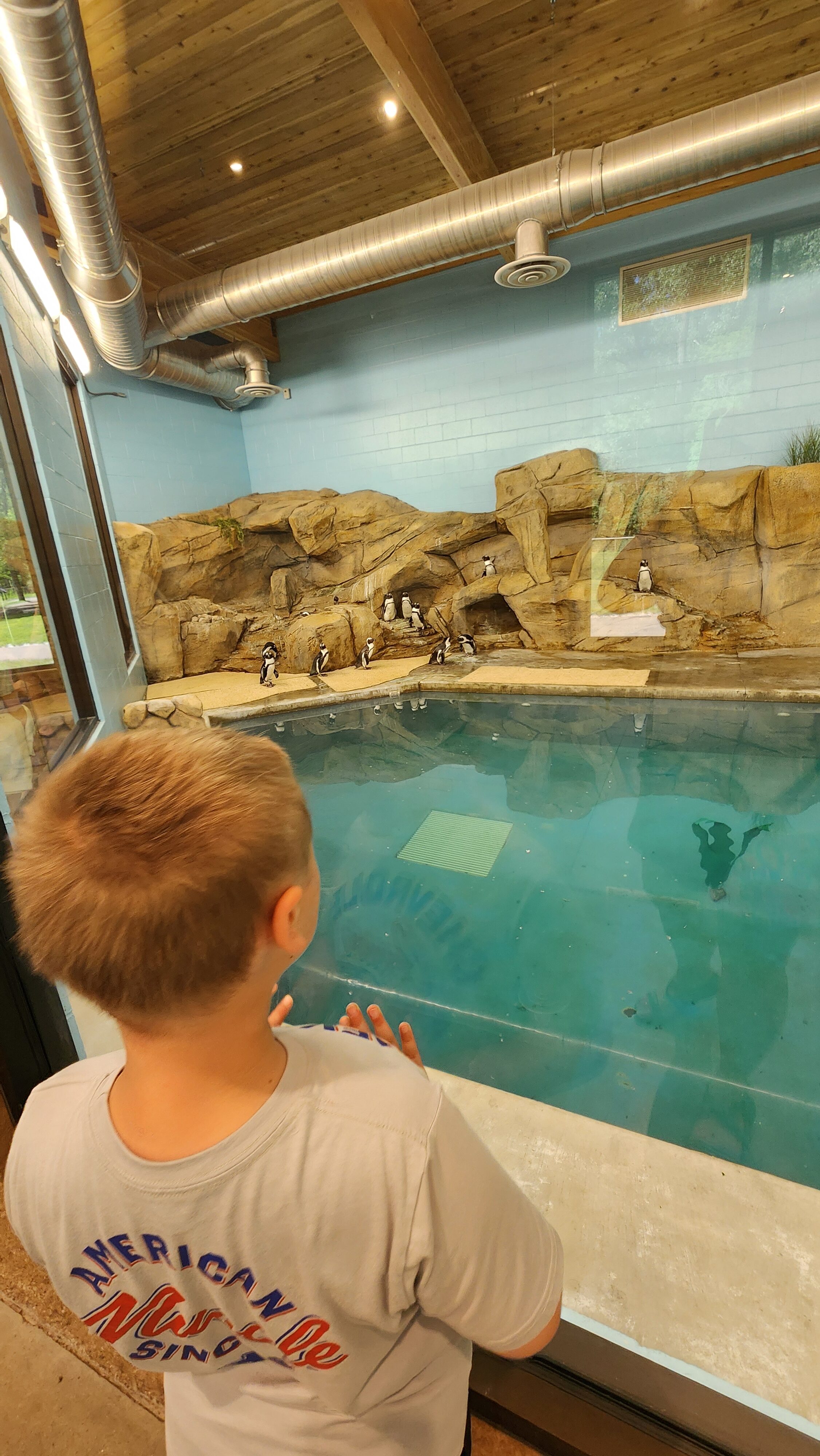 boy watching penguins