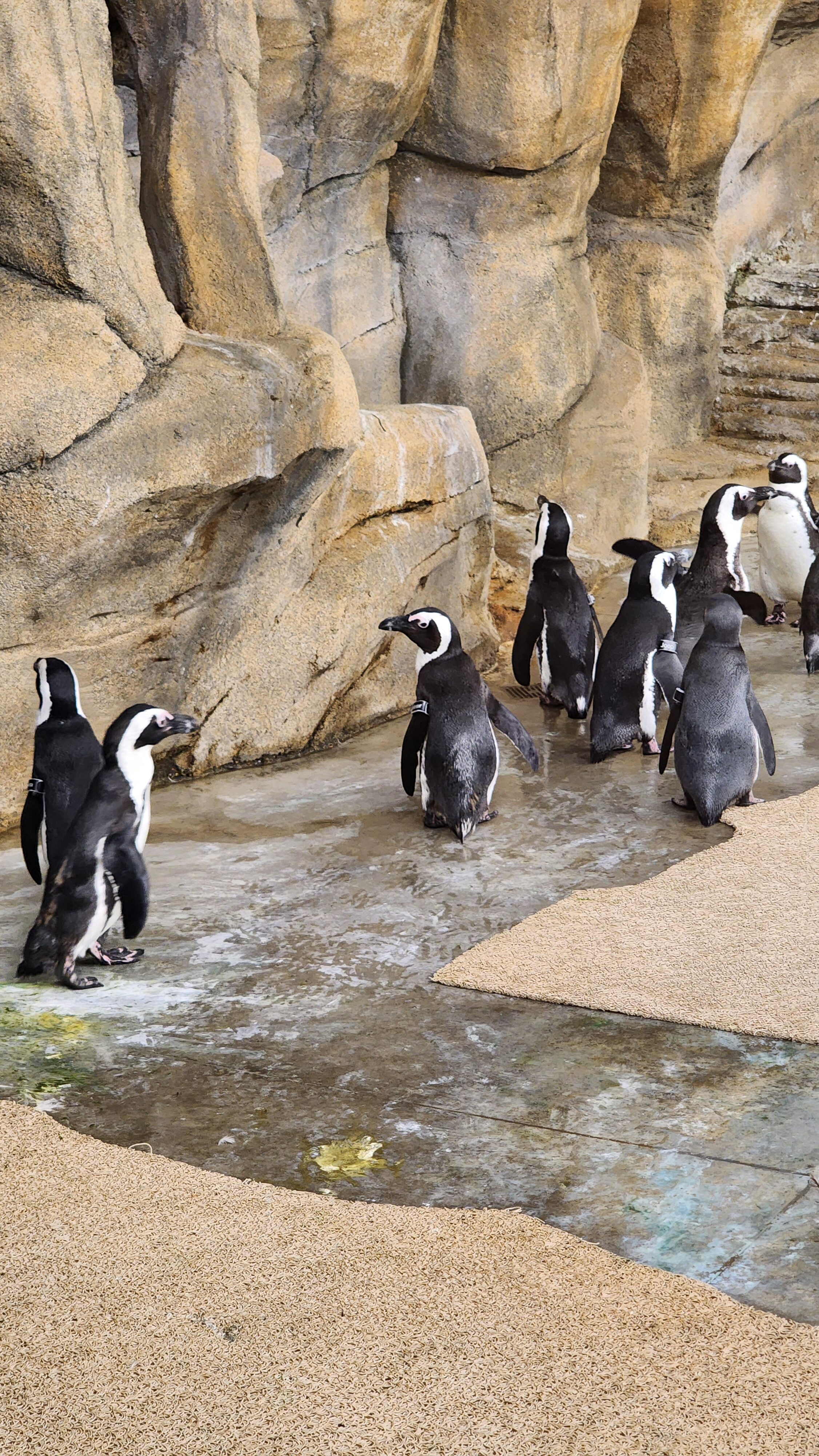 penguins at zoo