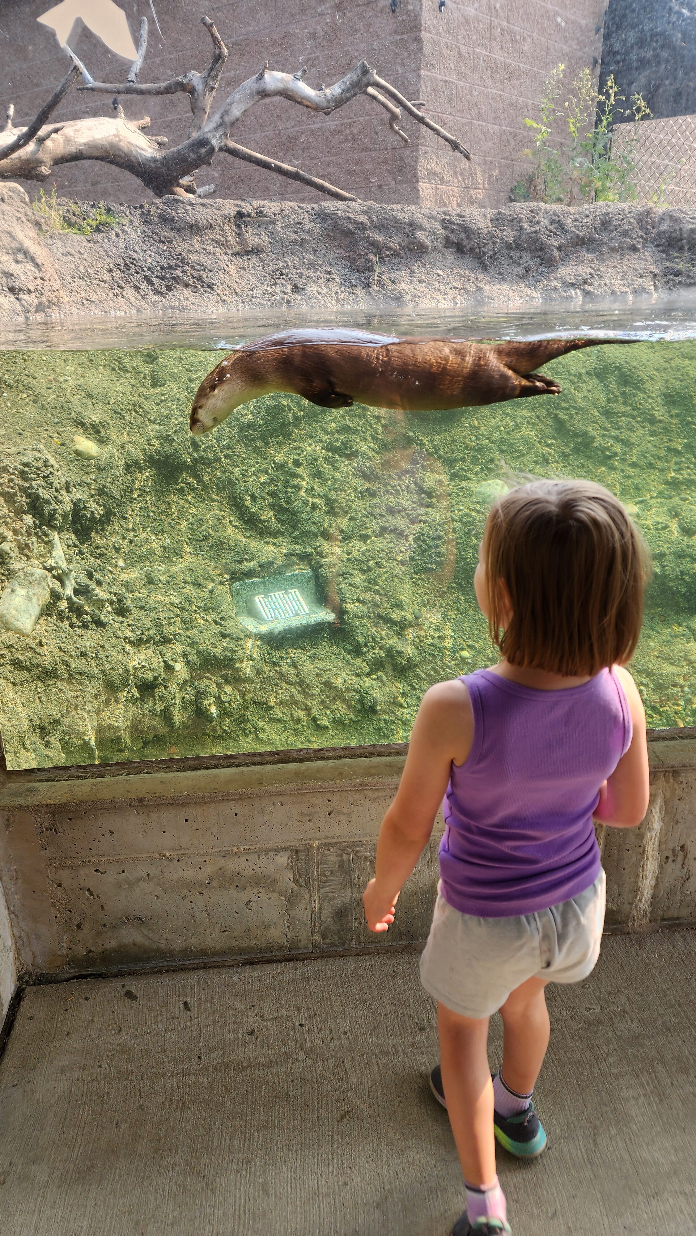 river otters