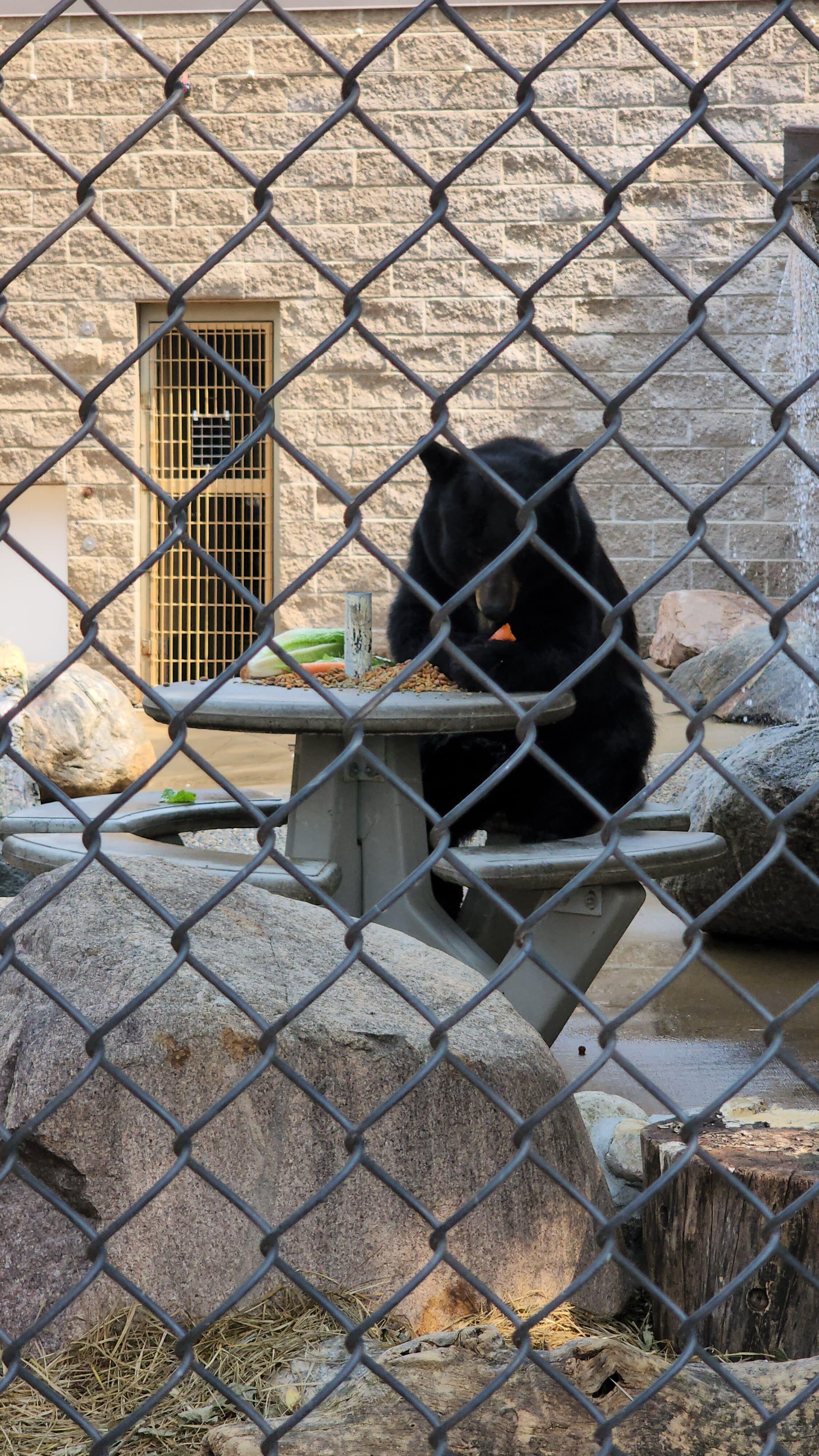 black bears