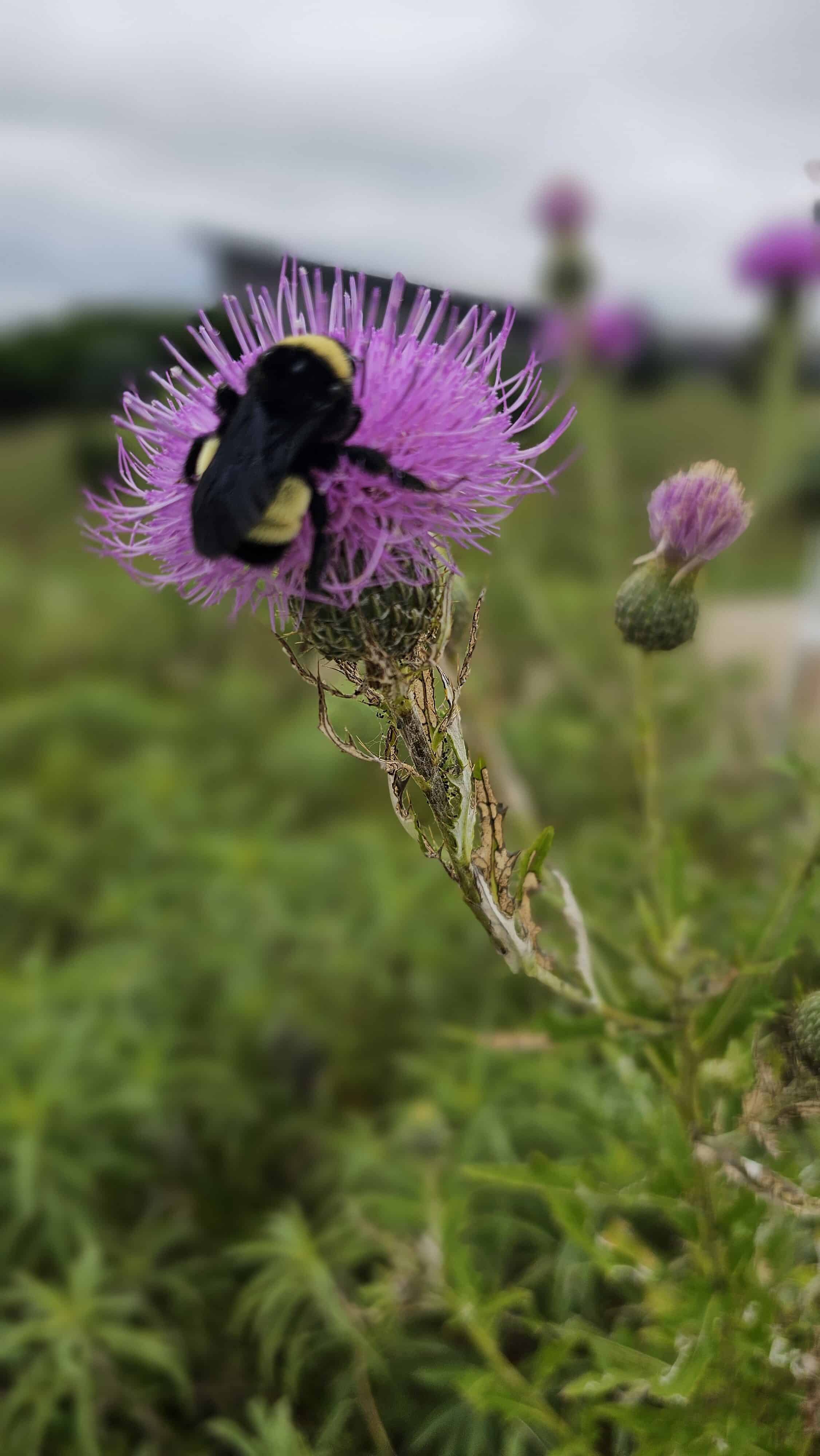 bee on purple flower