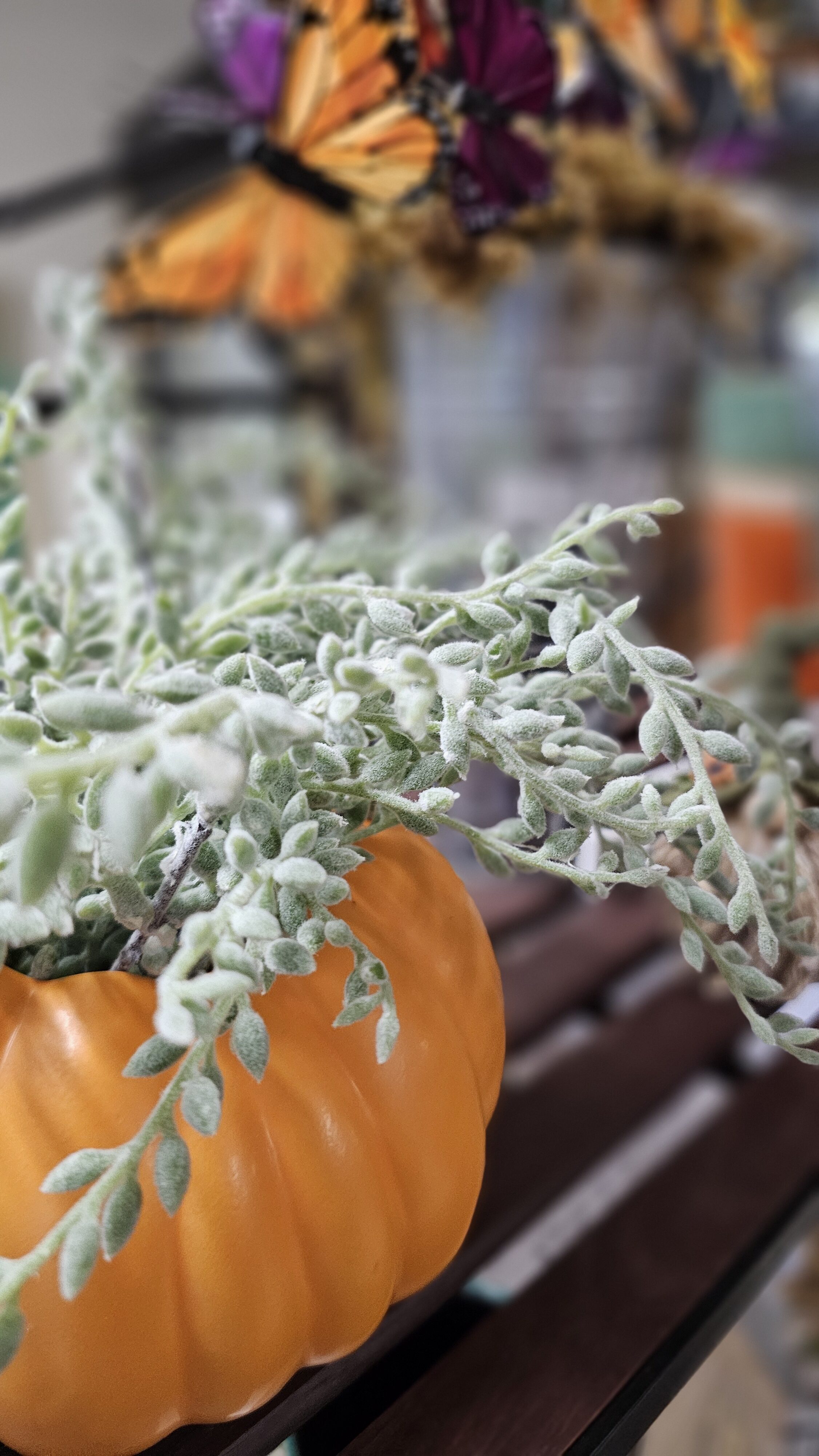 succulent pumpkin