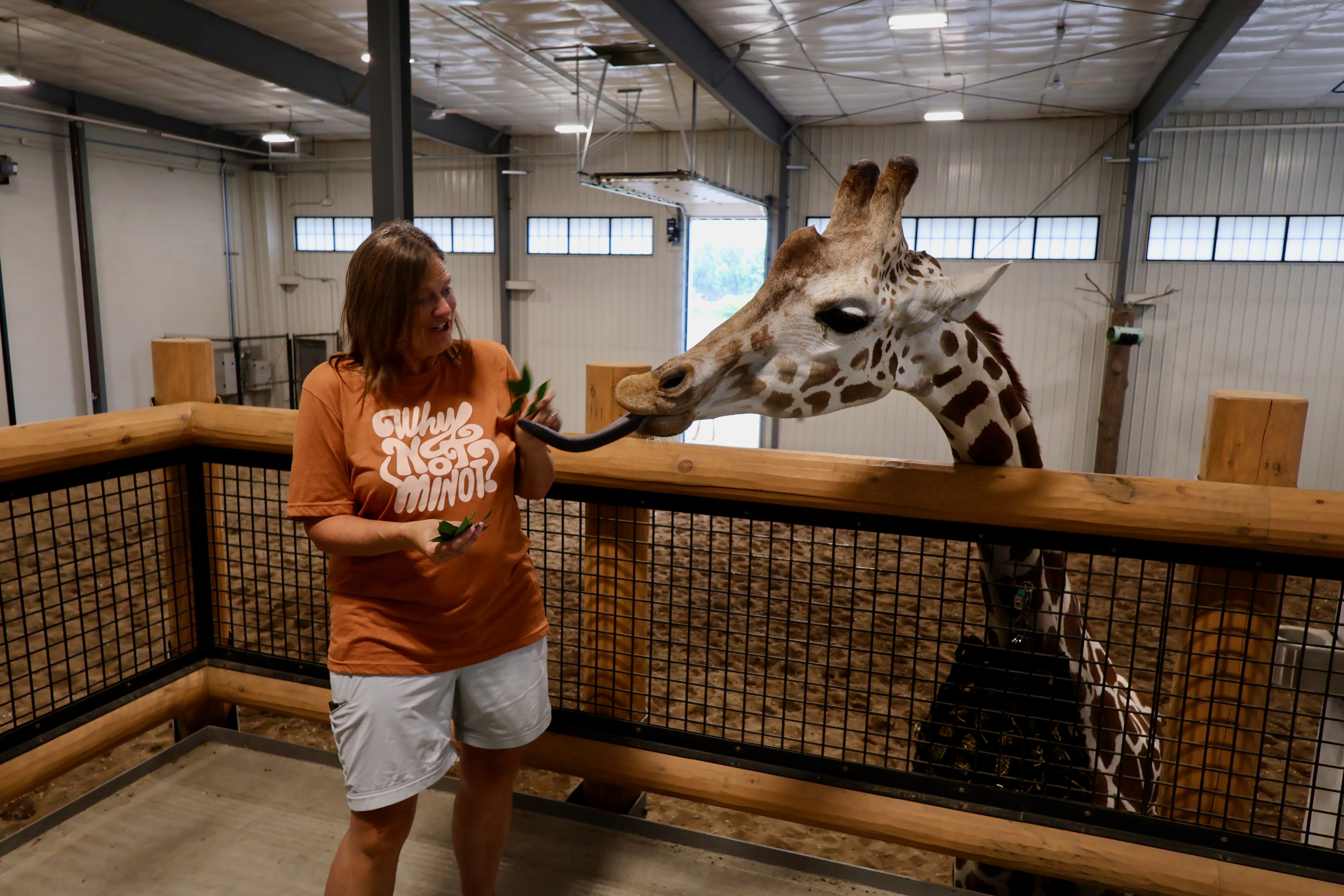 feeding giraffe minot north dakota zoo