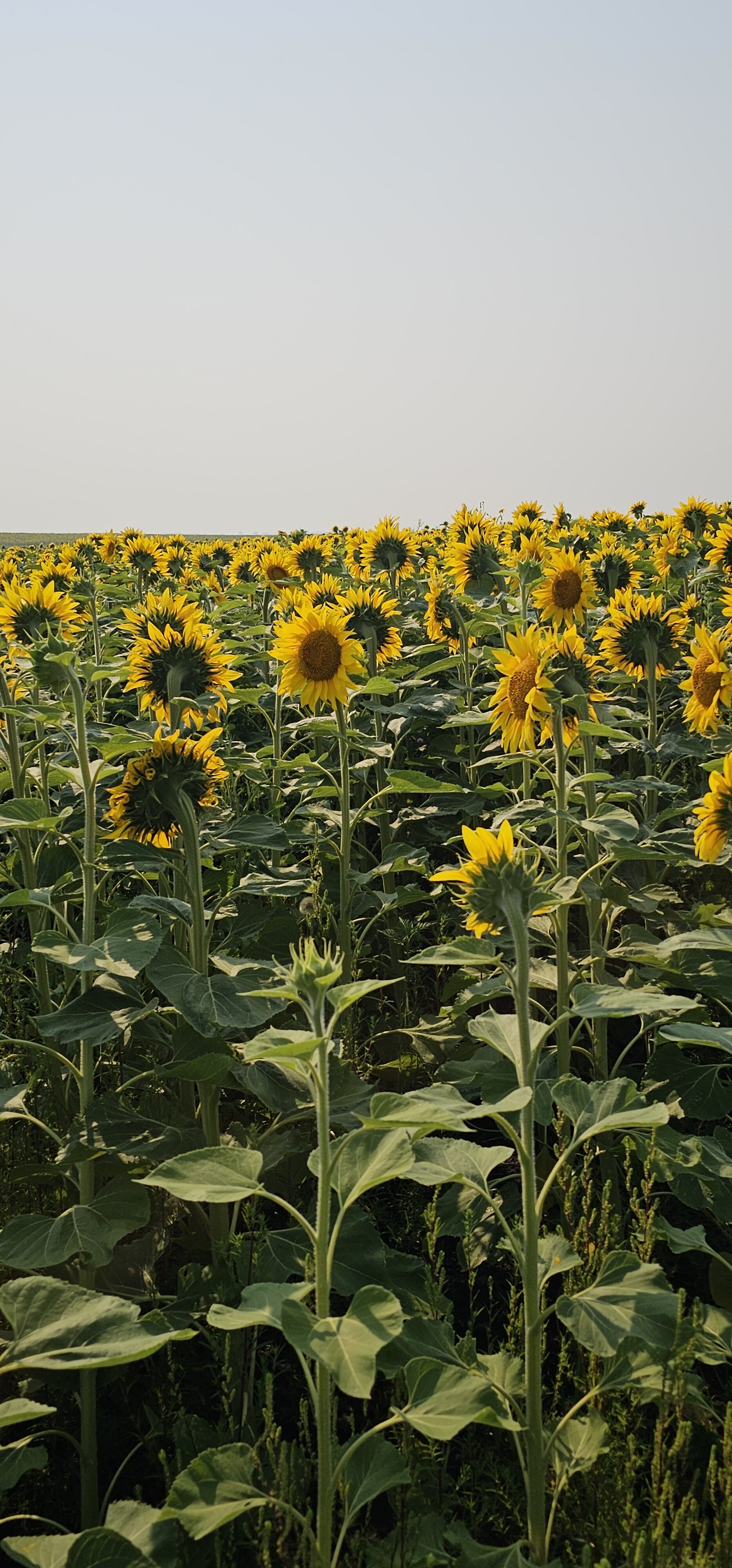 North Dakota Sunflowers