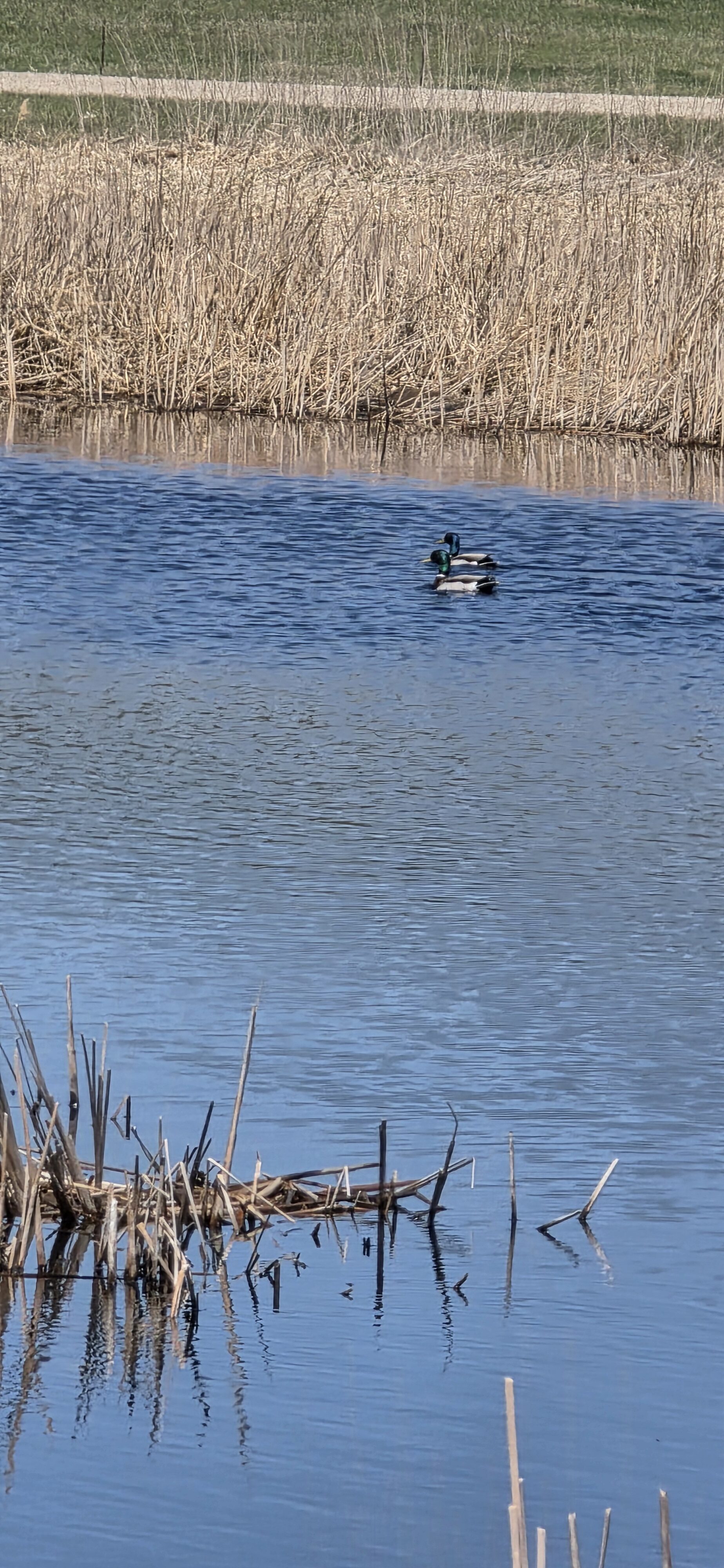 ducks Arrowwood Nature Center Amazing Jamestown, ND