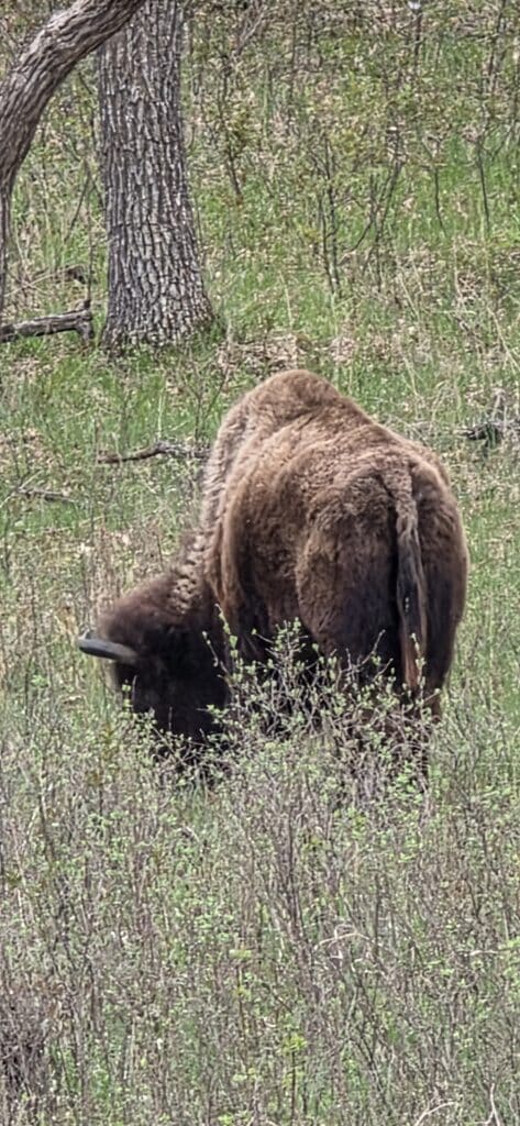 Bison at White Horse Hill National Game Preserve in North Dakota