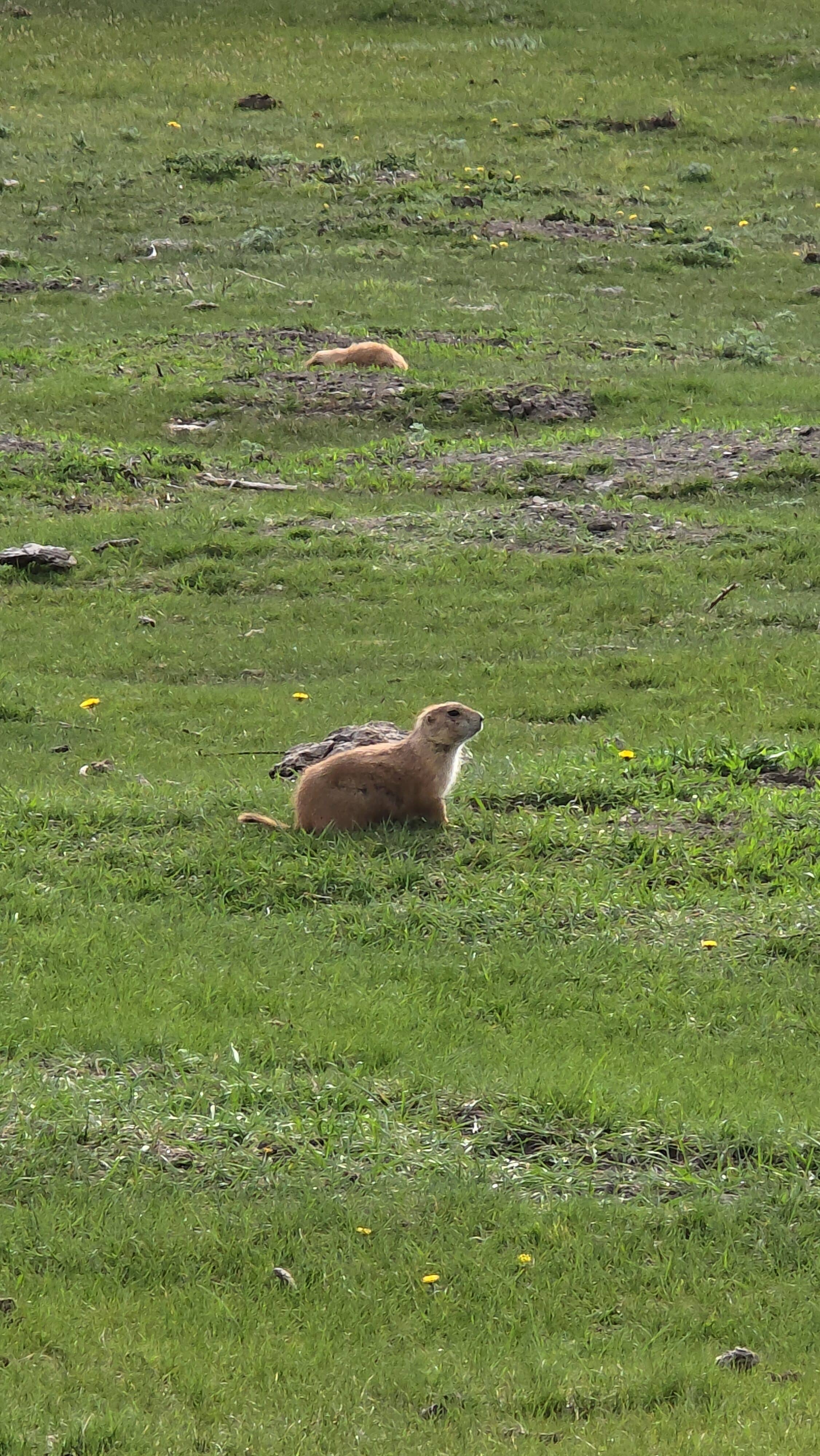 Prairie Dog at White Horse Hill National Game Preserve in North Dakota