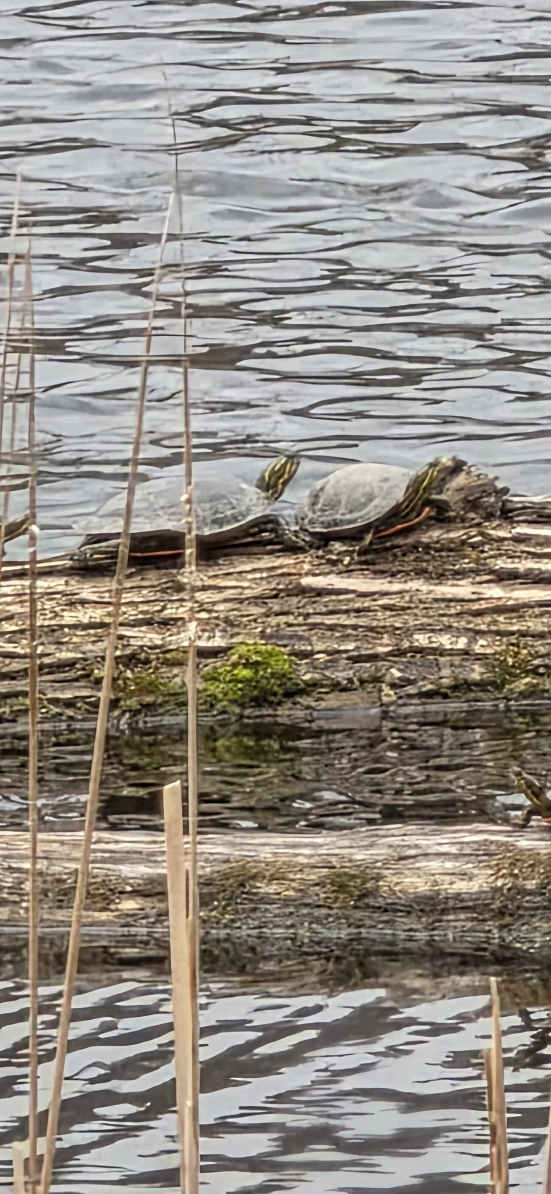 Turtles at White Horse Hill National Game Preserve in North Dakota