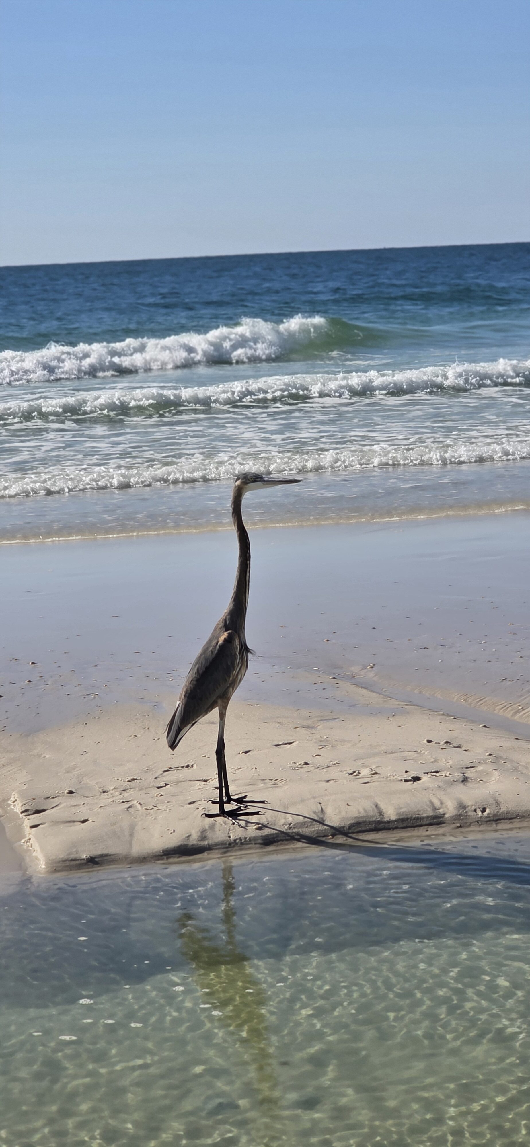 Blue Heron on the beach in Gulf Shores, Alabama